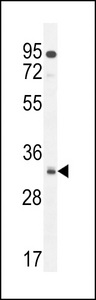 NUSAP1 / NUSAP Antibody - NUSAP Antibody western blot of U251 cell line lysates (35 ug/lane). The NUSAP antibody detected the NUSAP protein (arrow).