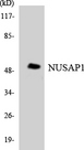 NUSAP1 / NUSAP Antibody - Western blot analysis of the lysates from HT-29 cells using NUSAP1 antibody.