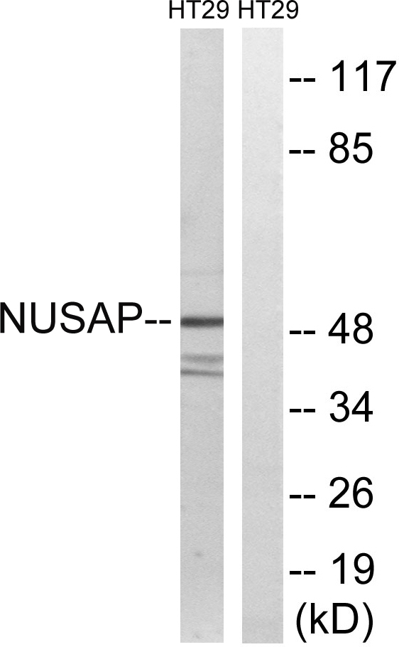 NUSAP1 / NUSAP Antibody - Western blot analysis of lysates from HT-29 cells, using NUSAP1 Antibody. The lane on the right is blocked with the synthesized peptide.