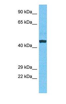 NUSAP1 / NUSAP Antibody - Western blot of NUSAP Antibody with human Fetal Liver lysate.  This image was taken for the unconjugated form of this product. Other forms have not been tested.