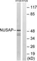 NUSAP1 / NUSAP Antibody - Western blot analysis of extracts from HT-29 cells, using NUSAP1 antibody.