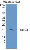 NUTF2 / PP15 Antibody - Western Blot; Sample: Recombinant protein.