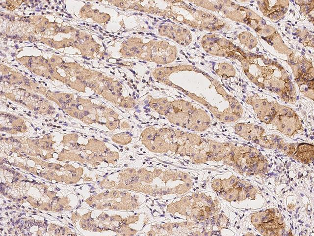NUTF2 / PP15 Antibody - Immunochemical staining of human NUTF2 in human stomach with rabbit polyclonal antibody at 1:100 dilution, formalin-fixed paraffin embedded sections.