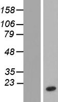 NUTF2 / PP15 Protein - Western validation with an anti-DDK antibody * L: Control HEK293 lysate R: Over-expression lysate
