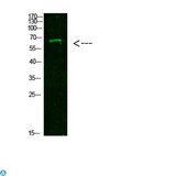 NUTM1 / NUT Antibody - Western Blot analysis of 293T cells using primary antibody diluted at 1:500 (4°C overnight) . Secondary antibody: Goat Anti-rabbit IgG IRDye 800 (diluted at 1:5000, 25°C, 1 hour).