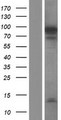 NUTM2F / FAM22F Protein - Western validation with an anti-DDK antibody * L: Control HEK293 lysate R: Over-expression lysate