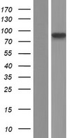 NUTM2G / FAM22G Protein - Western validation with an anti-DDK antibody * L: Control HEK293 lysate R: Over-expression lysate