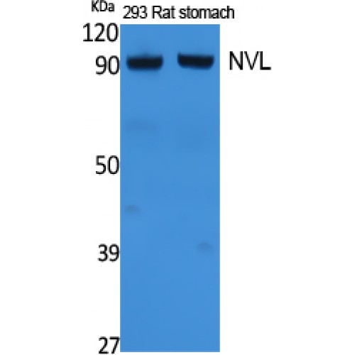 NVL Antibody - Western blot of NVL antibody