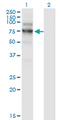 NVL Antibody - Western Blot analysis of NVL expression in transfected 293T cell line by NVL monoclonal antibody (M02), clone 3F6.Lane 1: NVL transfected lysate (Predicted MW: 72.7 KDa).Lane 2: Non-transfected lysate.