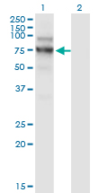 NVL Antibody - Western Blot analysis of NVL expression in transfected 293T cell line by NVL monoclonal antibody (M02), clone 3F6.Lane 1: NVL transfected lysate (Predicted MW: 72.7 KDa).Lane 2: Non-transfected lysate.