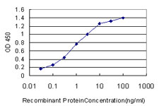 NVL Antibody - Detection limit for recombinant GST tagged NVL is approximately 0.03 ng/ml as a capture antibody.