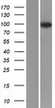NVL Protein - Western validation with an anti-DDK antibody * L: Control HEK293 lysate R: Over-expression lysate