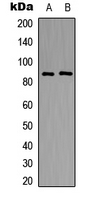 NXF / NPAS4 Antibody - Western blot analysis of NPAS4 expression in HEK293T (A); Raw264.7 (B) whole cell lysates.