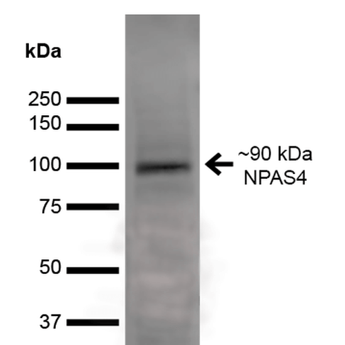 NXF / NPAS4 Antibody - Western Blot analysis of Rat Brain showing detection of ~90 kDa NPAS4 protein using Mouse Anti-NPAS4 Monoclonal Antibody, Clone S408-79. Lane 1: MW Ladder. Lane 2: Rat Brain. Load: 20 µg. Block: 2% GE Healthcare Blocker for 1 hour at RT. Primary Antibody: Mouse Anti-NPAS4 Monoclonal Antibody  at 1:1000 for 16 hours at 4°C. Secondary Antibody: Goat Anti-Mouse IgG: HRP at 1:200 for 1 hour at RT. Color Development: ECL solution for 6 min at RT. Predicted/Observed Size: ~90 kDa. Other Band(s): ~60, 45, 40, 38, 25, 20 kDa.