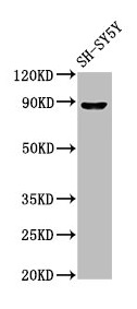 NXF / NPAS4 Antibody - Western Blot Positive WB detected in: SH-SY5Y whole cell lysate All lanes: NPAS4 antibody at 7µg/ml Secondary Goat polyclonal to rabbit IgG at 1/50000 dilution Predicted band size: 88, 26 kDa Observed band size: 88 kDa