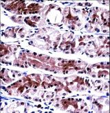 NXF1 / TAP Antibody - NXF1 Antibody immunohistochemistry of formalin-fixed and paraffin-embedded human stomach tissue followed by peroxidase-conjugated secondary antibody and DAB staining.