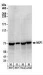 NXF1 / TAP Antibody - Detection of Human NXF1 by Western Blot. Samples: Whole cell lysate from 293T (15 and 50 ug), HeLa (50 ug), and Jurkat (50 ug) cells. Antibodies: Affinity purified rabbit anti-NXF1 antibody used for WB at 0.1 ug/ml. Detection: Chemiluminescence with an exposure time of 10 seconds.