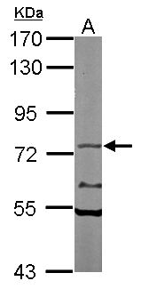 NXF1 / TAP Antibody - Sample (50 ug of whole cell lysate). A: Mouse brain. 7.5% SDS PAGE. NXF1 / TAP antibody diluted at 1:1000.