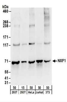 NXF1 / TAP Antibody - Detection of Human and Mouse NXF1 by Western Blot. Samples: Whole cell lysate from 293T (15 and 50 ug), HeLa (50 ug), Jurkat (50 ug), and mouse NIH3T3 (50 ug) cells. Antibodies: Affinity purified rabbit anti-NXF1 antibody used for WB at 0.1 ug/ml. Detection: Chemiluminescence with an exposure time of 30 seconds.