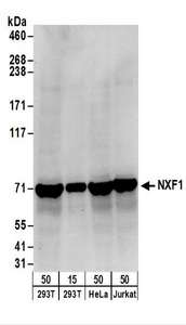 NXF1 / TAP Antibody - Detection of Human NXF1 by Western Blot. Samples: Whole cell lysate from 293T (15 and 50 ug), HeLa (50 ug), and Jurkat (50 ug) cells. Antibodies: Affinity purified rabbit anti-NXF1 antibody used for WB at 0.1 ug/ml. Detection: Chemiluminescence with an exposure time of 30 seconds.