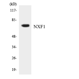 NXF1 / TAP Antibody - Western blot analysis of the lysates from HeLa cells using NXF1 antibody.