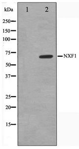 NXF1 / TAP Antibody - Western blot of HeLa cell lysate using NXF1 Antibody