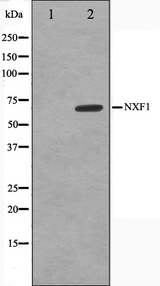 NXF1 / TAP Antibody - Western blot analysis on HeLa cell lysates using NXF1 antibody. The lane on the left is treated with the antigen-specific peptide.