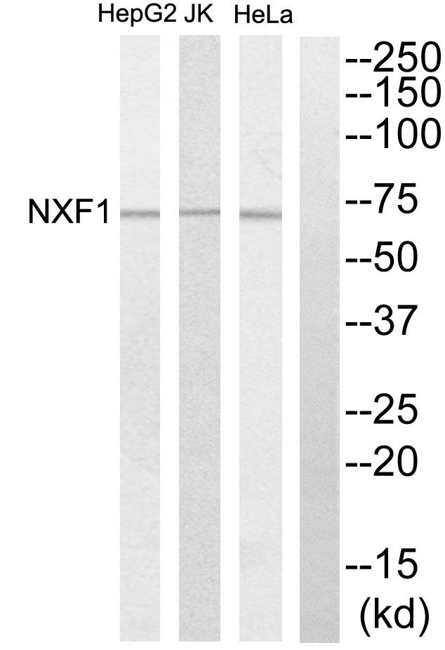 NXF1 / TAP Antibody - Western blot analysis of extracts from HepG2 cells, Jurkat cells and HeLa cells, using NXF1 antibody.