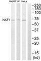 NXF1 / TAP Antibody - Western blot analysis of extracts from HepG2 cells, Jurkat cells and HeLa cells, using NXF1 antibody.