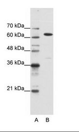 NXF1 / TAP Antibody - A: Marker, B: HepG2 Cell Lysate.  This image was taken for the unconjugated form of this product. Other forms have not been tested.