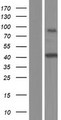 NXF1 / TAP Protein - Western validation with an anti-DDK antibody * L: Control HEK293 lysate R: Over-expression lysate