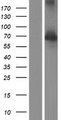 NXF2B Protein - Western validation with an anti-DDK antibody * L: Control HEK293 lysate R: Over-expression lysate