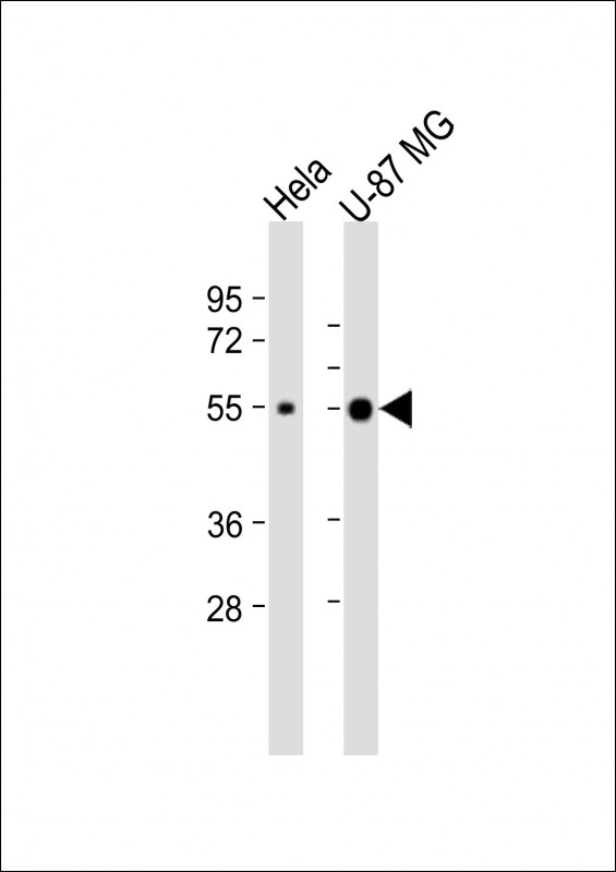 NXF3 Antibody - All lanes: Anti-NXF3 Antibody (N-Term) at 1:2000 dilution. Lane 1: HeLa whole cell lysate. Lane 2: U-87 MG whole cell lysate Lysates/proteins at 20 ug per lane. Secondary Goat Anti-Rabbit IgG, (H+L), Peroxidase conjugated at 1:10000 dilution. Predicted band size: 60 kDa. Blocking/Dilution buffer: 5% NFDM/TBST.
