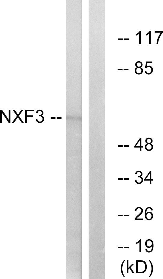 NXF3 Antibody - Western blot analysis of extracts from MCF-7 cells, using NXF3 antibody.