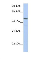 NXF3 Antibody - HepG2 cell lysate. Antibody concentration: 1.0 ug/ml. Gel concentration: 12%.  This image was taken for the unconjugated form of this product. Other forms have not been tested.