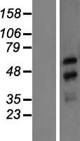 NXF3 Protein - Western validation with an anti-DDK antibody * L: Control HEK293 lysate R: Over-expression lysate