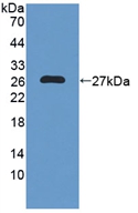 NXN Antibody - Western Blot; Sample: Recombinant NXN, Human.