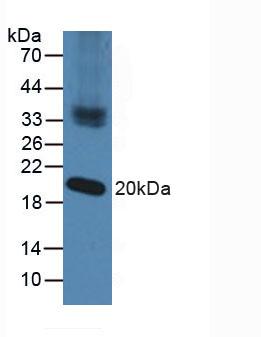 NXN Antibody - Western Blot; Sample: Mouse Testis Tissue.