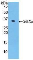 NXN Antibody - Western Blot; Sample: Recombinant NXN, Mouse.