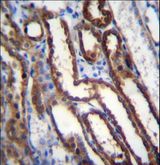 NXN Antibody - NXN Antibody immunohistochemistry of formalin-fixed and paraffin-embedded human kidney tissue followed by peroxidase-conjugated secondary antibody and DAB staining.