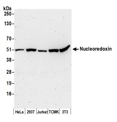 NXN Antibody - Detection of human and mouse Nucleoredoxin by western blot. Samples: Whole cell lysate (50 µg) from HeLa, HEK293T, Jurkat, mouse TCMK-1, and mouse NIH 3T3 cells prepared using NETN lysis buffer. Antibody: Affinity purified rabbit anti-Nucleoredoxin antibody used for WB at 0.1 µg/ml. Detection: Chemiluminescence with an exposure time of 3 minutes.