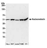 NXN Antibody - Detection of human and mouse Nucleoredoxin by western blot. Samples: Whole cell lysate (50 µg) from HeLa, HEK293T, Jurkat, mouse TCMK-1, and mouse NIH 3T3 cells prepared using NETN lysis buffer. Antibody: Affinity purified rabbit anti-Nucleoredoxin antibody used for WB at 0.1 µg/ml. Detection: Chemiluminescence with an exposure time of 3 minutes.