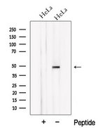 NXN Antibody - Western blot analysis of extracts of HeLa cells using NXN antibody. The lane on the left was treated with blocking peptide.