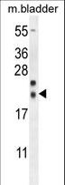 NXNL2 Antibody - NXNL2 Antibody western blot of mouse bladder tissue lysates (35 ug/lane). The NXNL2 antibody detected the NXNL2 protein (arrow).