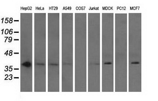 NXNL2 Antibody - Western blot analysis of extracts (35ug) from 9 different cell lines by using anti-NXNL2 monoclonal antibody.