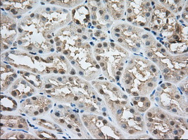 NXNL2 Antibody - Immunohistochemical staining of paraffin-embedded Human Kidney tissue using anti-NXNL2 mouse monoclonal antibody. (Dilution 1:50).
