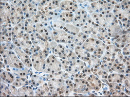 NXNL2 Antibody - Immunohistochemical staining of paraffin-embedded Human pancreas tissue using anti-NXNL2 mouse monoclonal antibody. (Dilution 1:50).