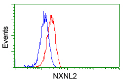 NXNL2 Antibody - Flow cytometric Analysis of Hela cells, using anti-NXNL2 antibody, (Red), compared to a nonspecific negative control antibody, (Blue).