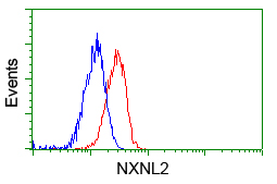 NXNL2 Antibody - Flow cytometric Analysis of Jurkat cells, using anti-NXNL2 antibody, (Red), compared to a nonspecific negative control antibody, (Blue).