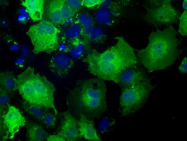 NXNL2 Antibody - Anti-NXNL2 mouse monoclonal antibody  immunofluorescent staining of COS7 cells transiently transfected by pCMV6-ENTRY NXNL2.